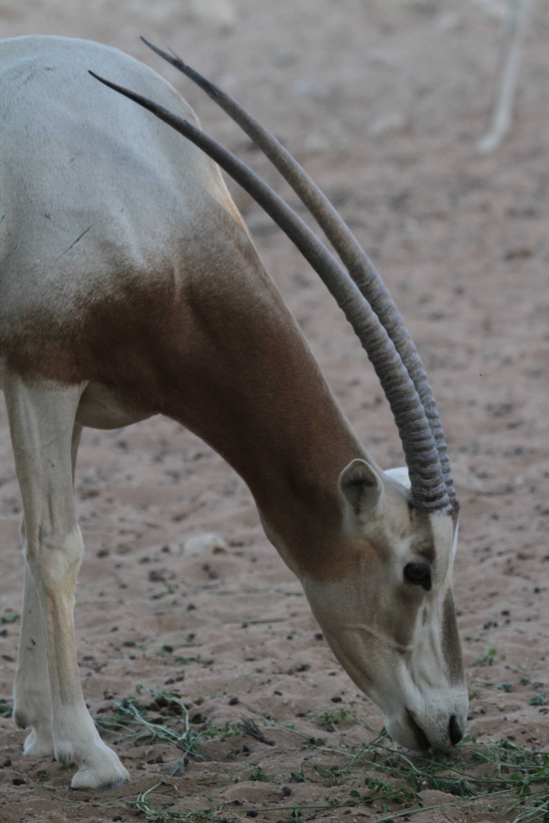 Scimitar Oryx