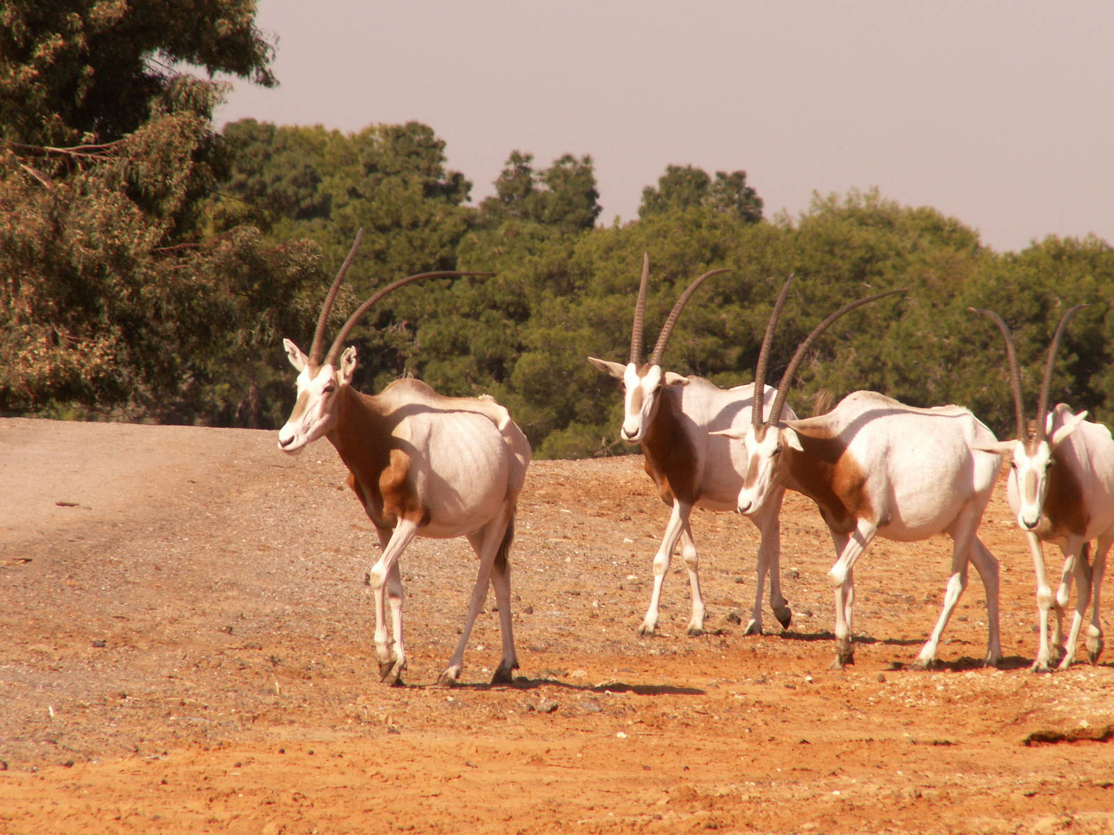 scimitar oryx