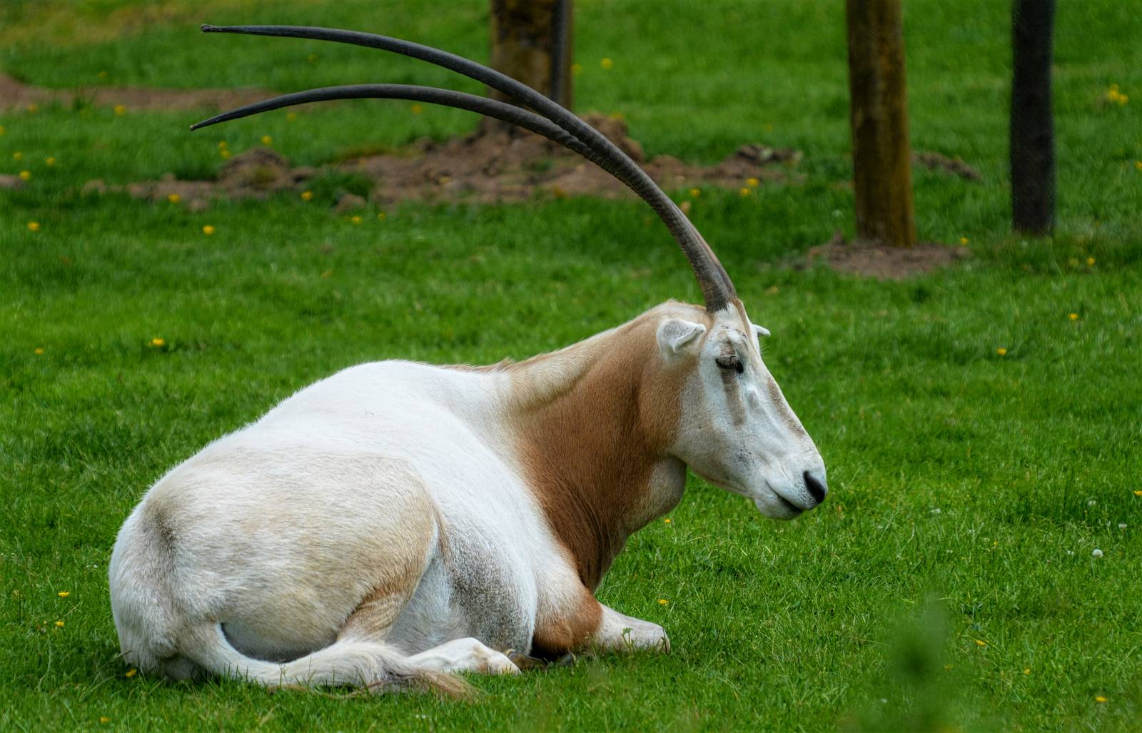 scimitar oryx