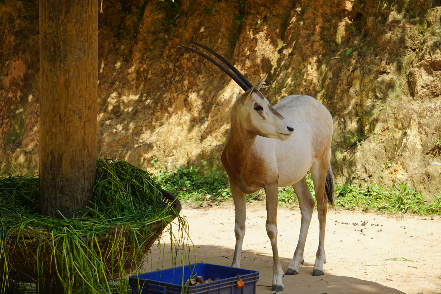 Scimitar oryx