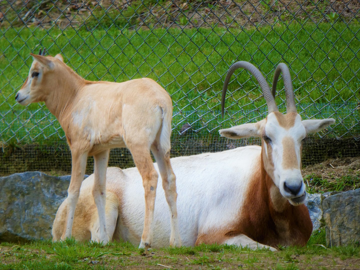 Scimitar Oryx