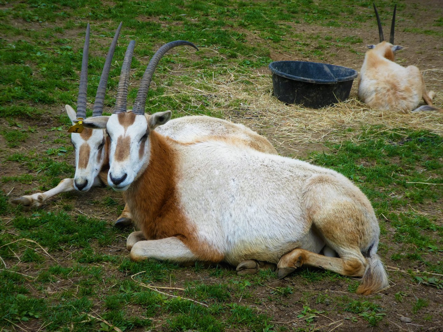 Scimitar Oryx