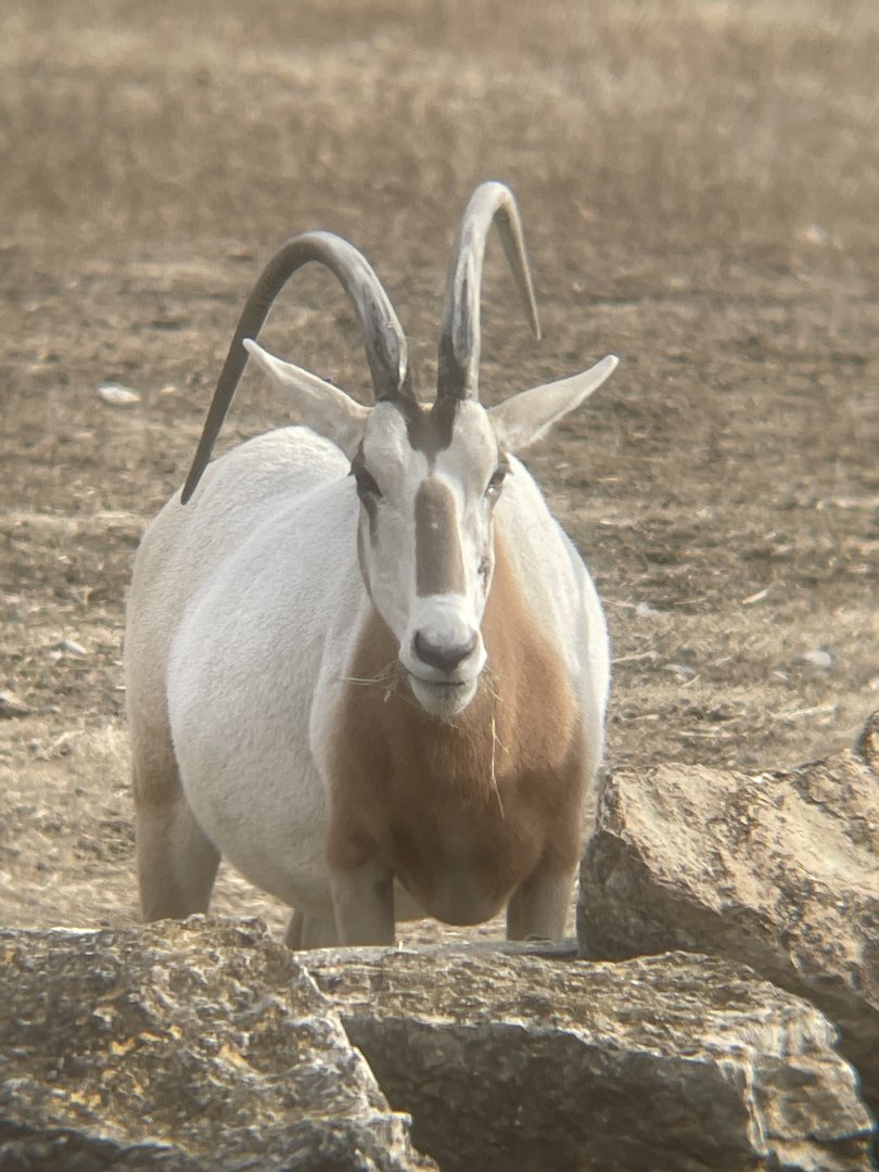 Scimitar Oryx