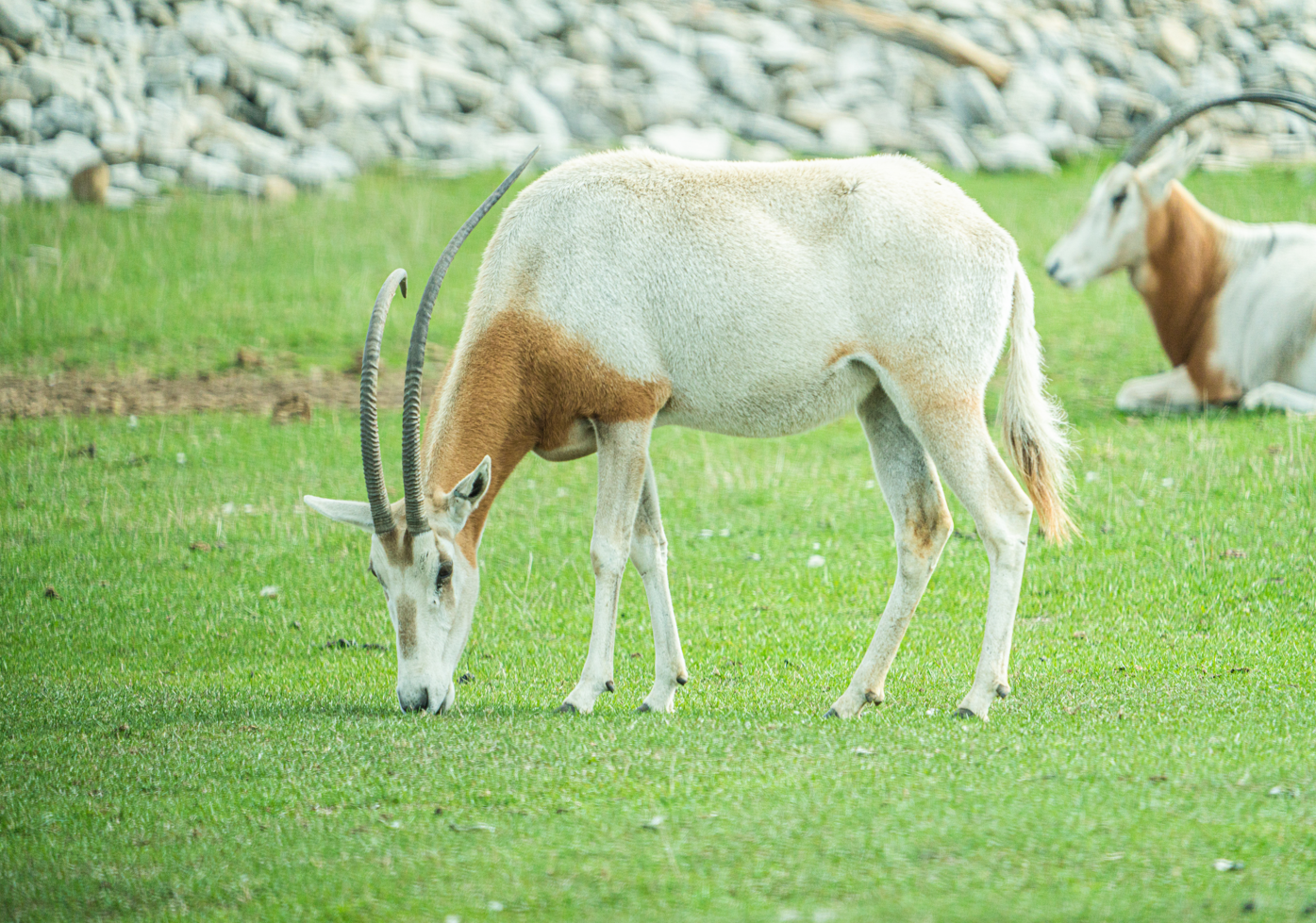 Scimitar Oryx