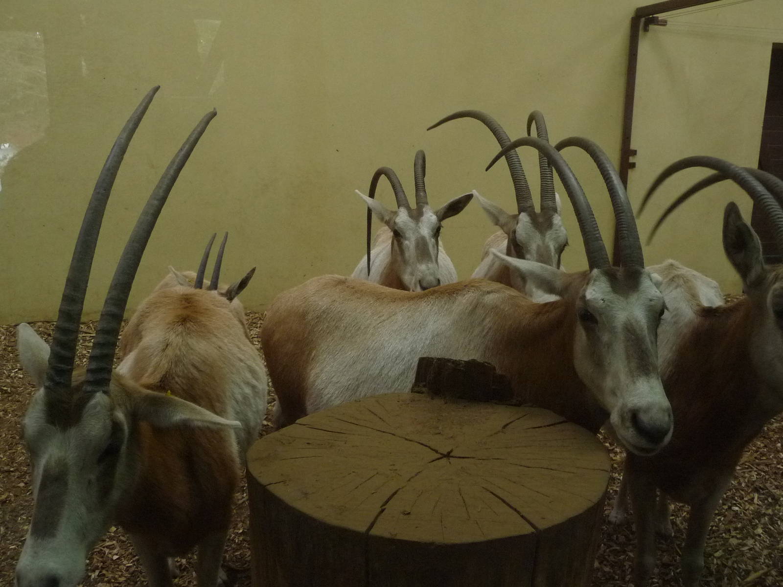 Scimitar Oryxs