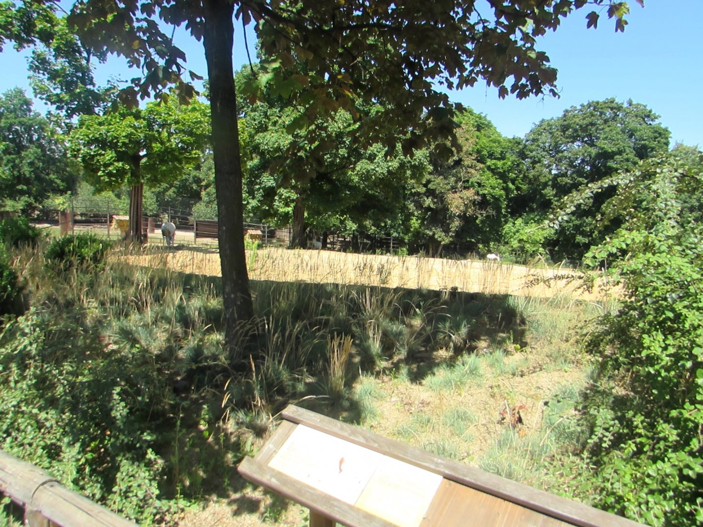 Scimtar Oryx enclosure - July/2017