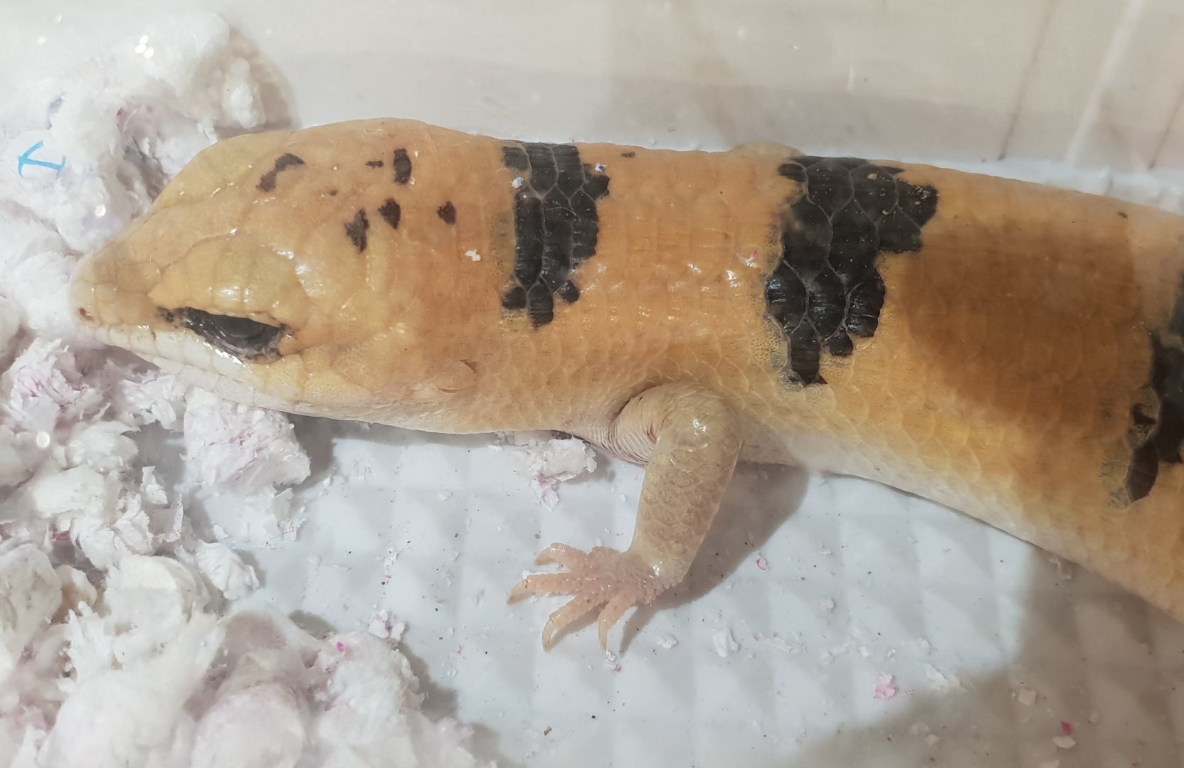 Scincophus fasciatus