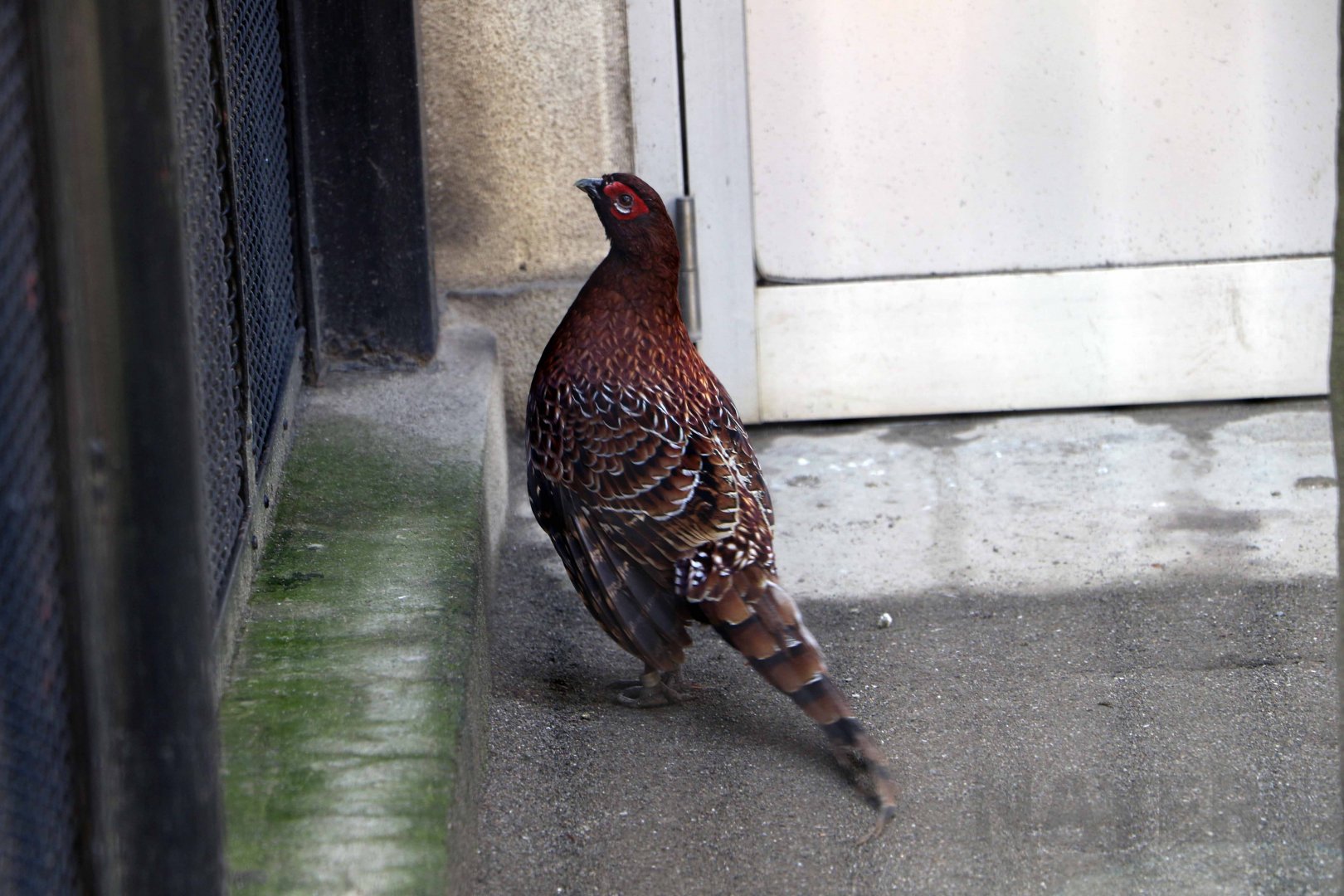 Scintillant copper pheasant, October 2017