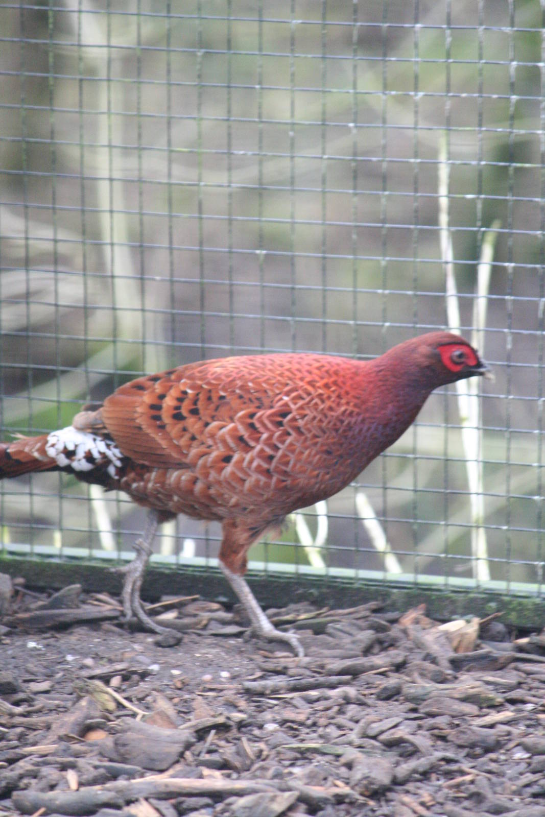 Scintillating copper pheasant?