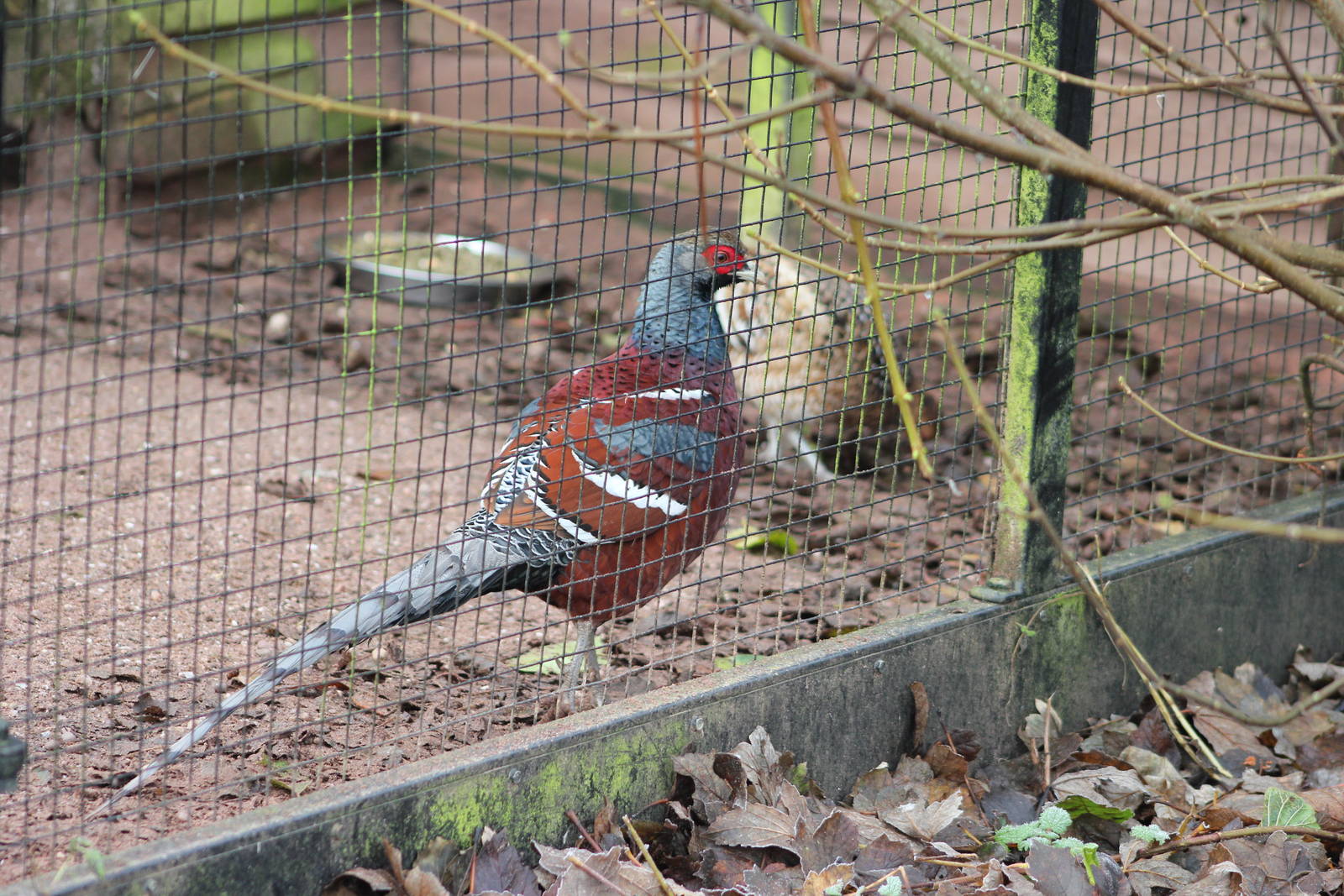 Scintillating copper pheasant