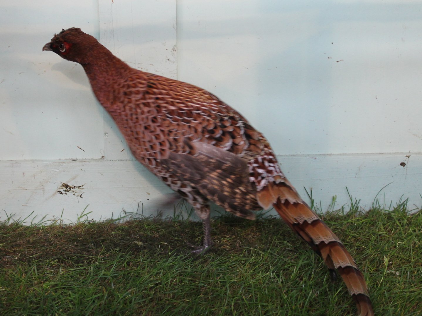 Scintillating copper pheasant