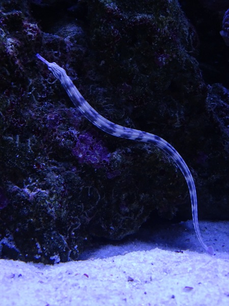 Scirbbled pipefish (Corythoichthys intestinalis)