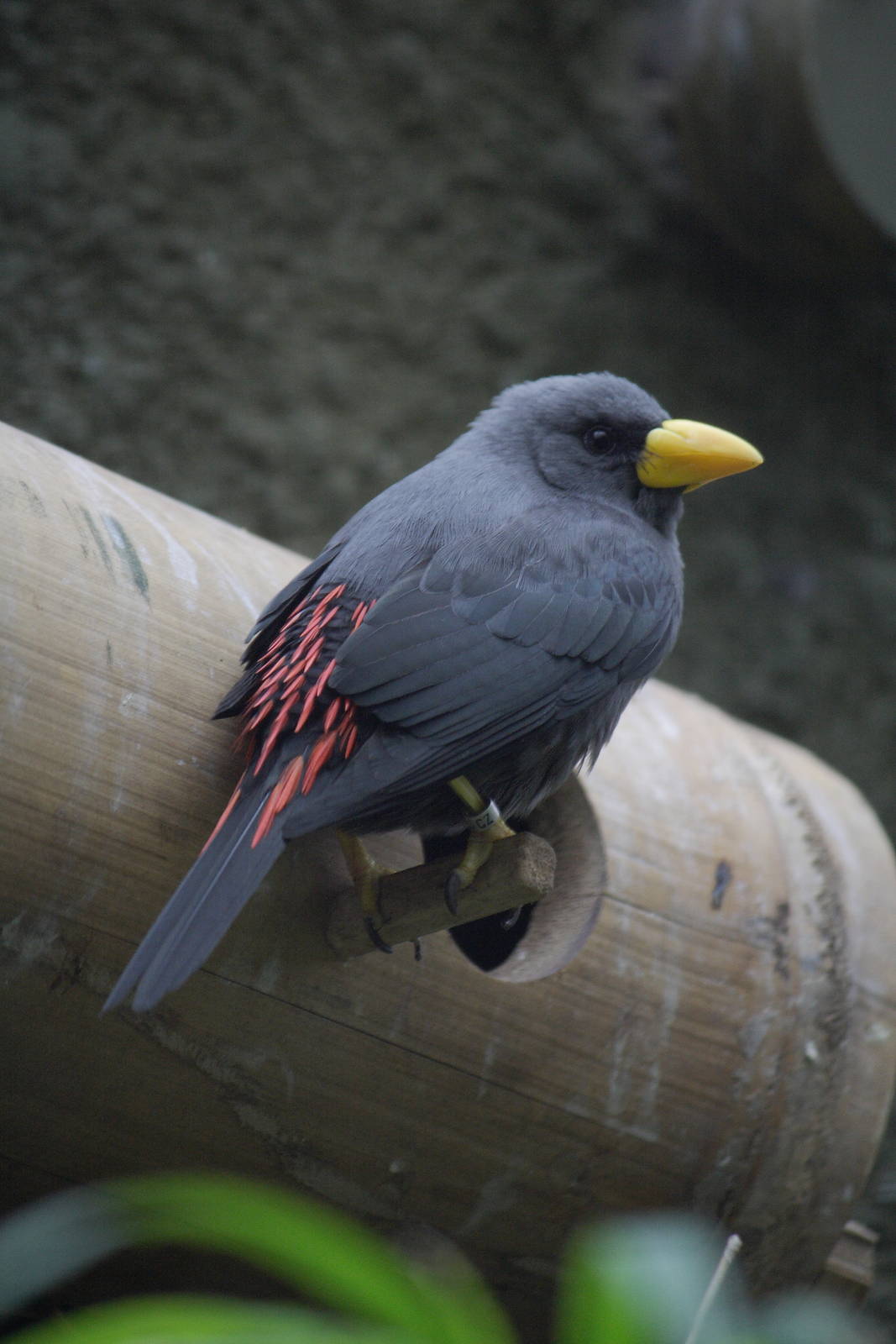 Scissor-billed starling, 28/11/11