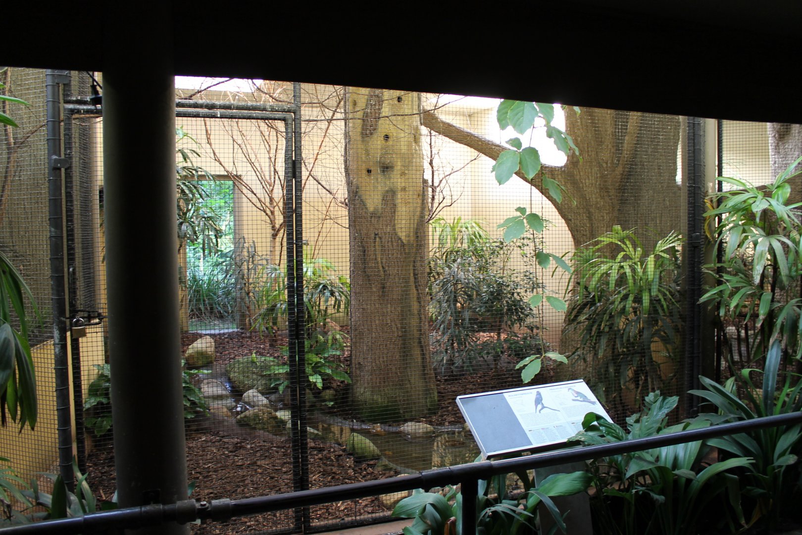 Scissor-billed starling - Fruit dove aviary