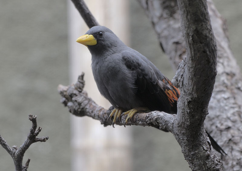 Scissor-billed starling