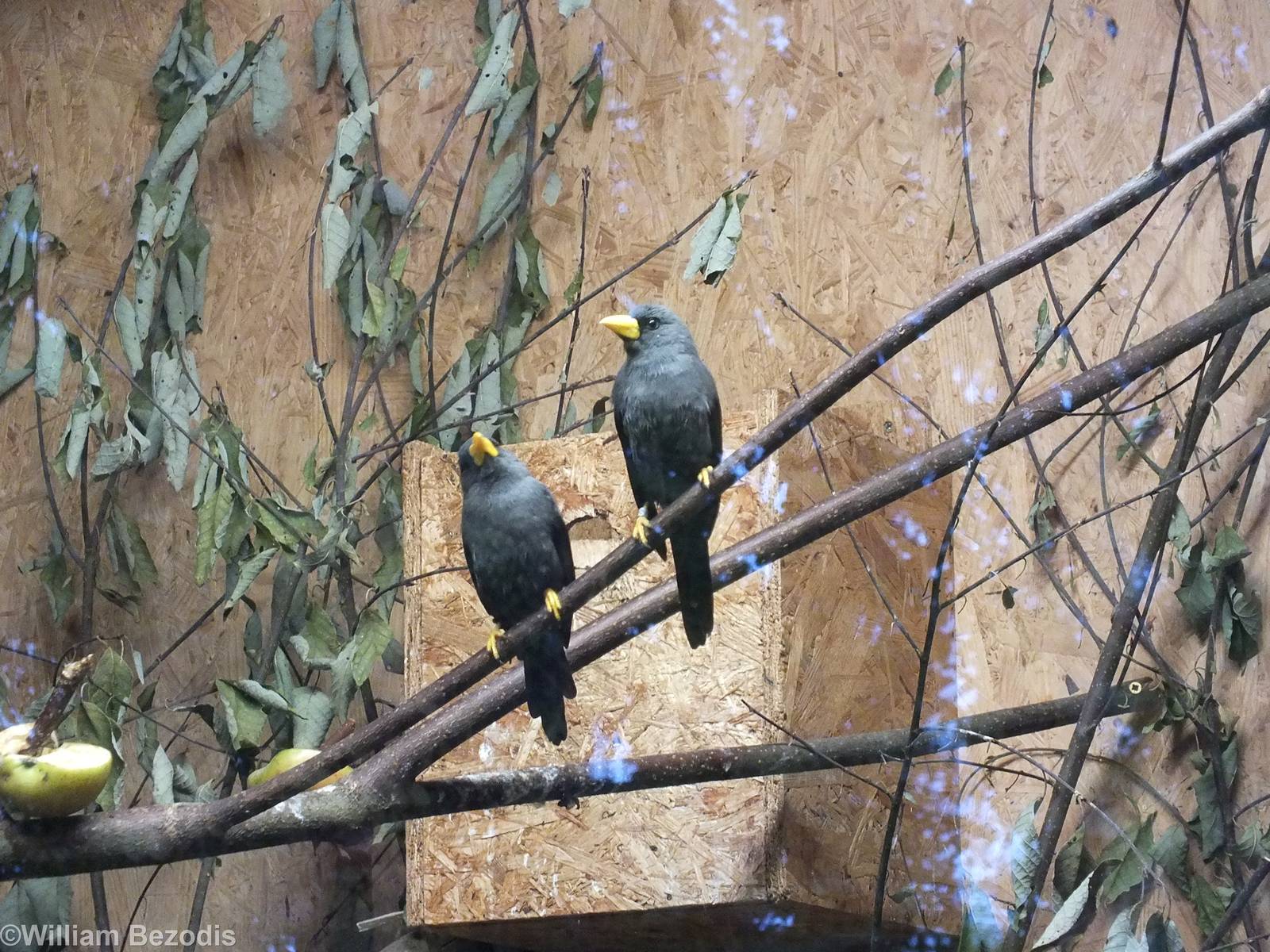 Scissor-billed Starling