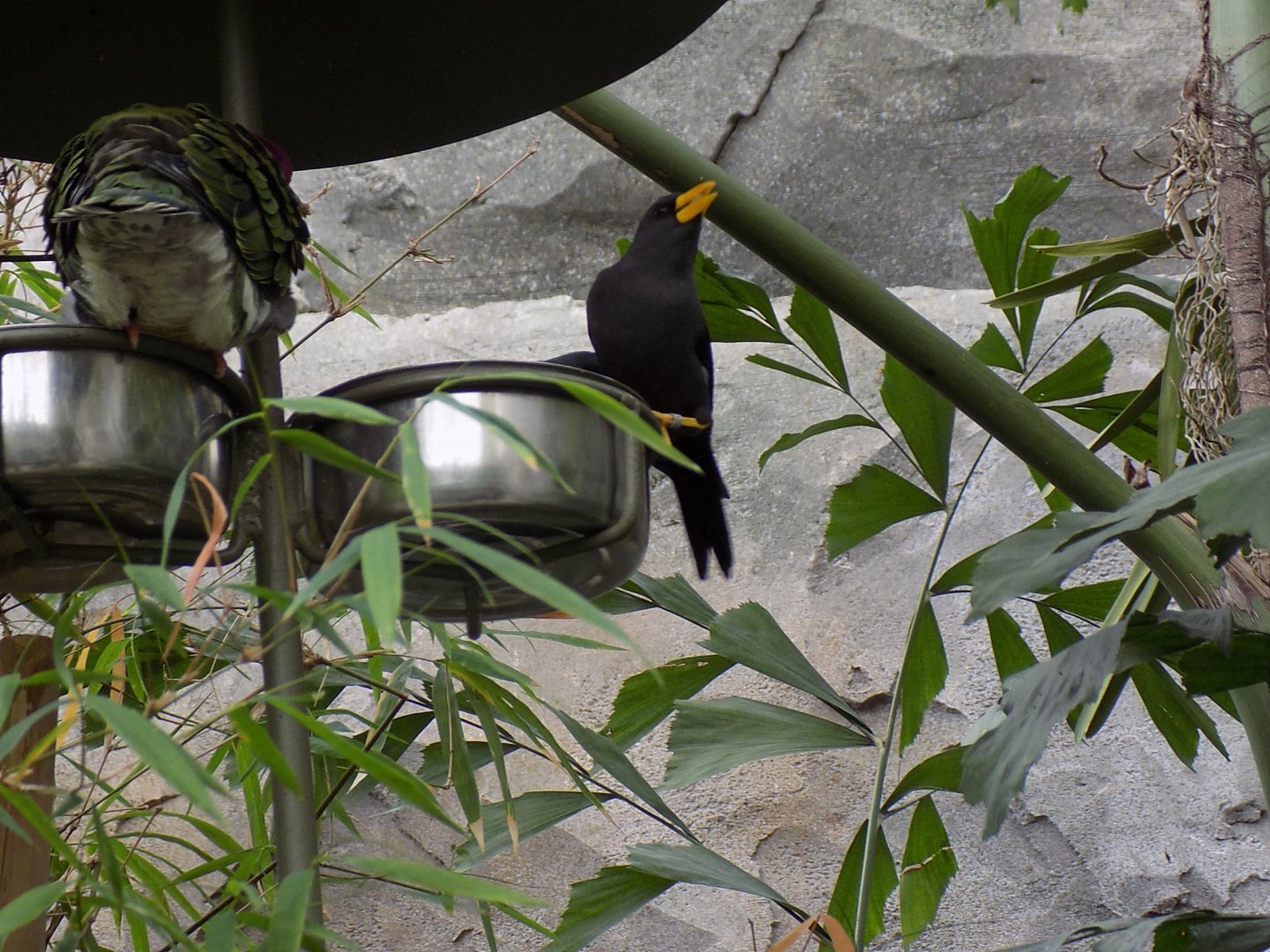 Scissor-Billed Starling