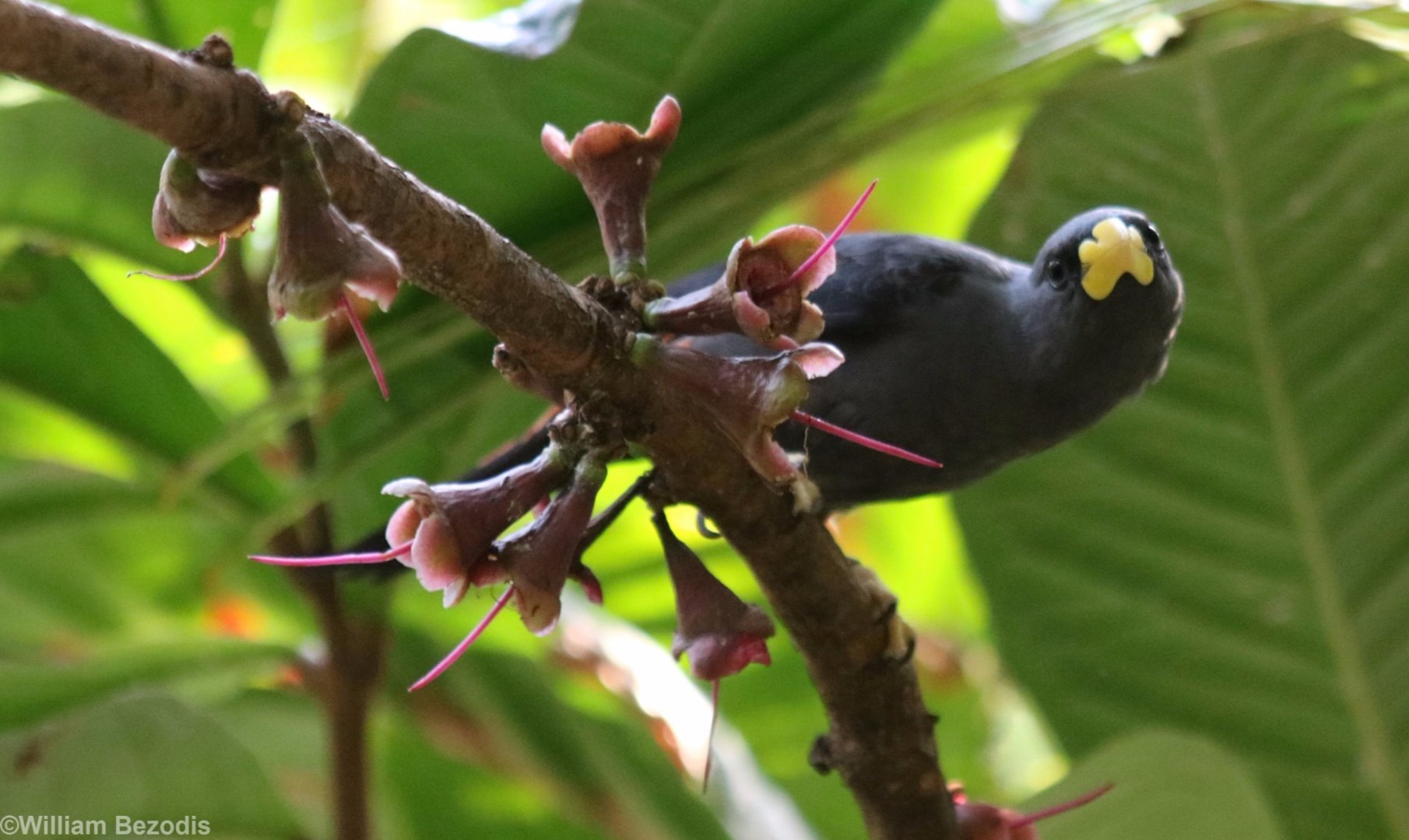 Scissor-billed Starling