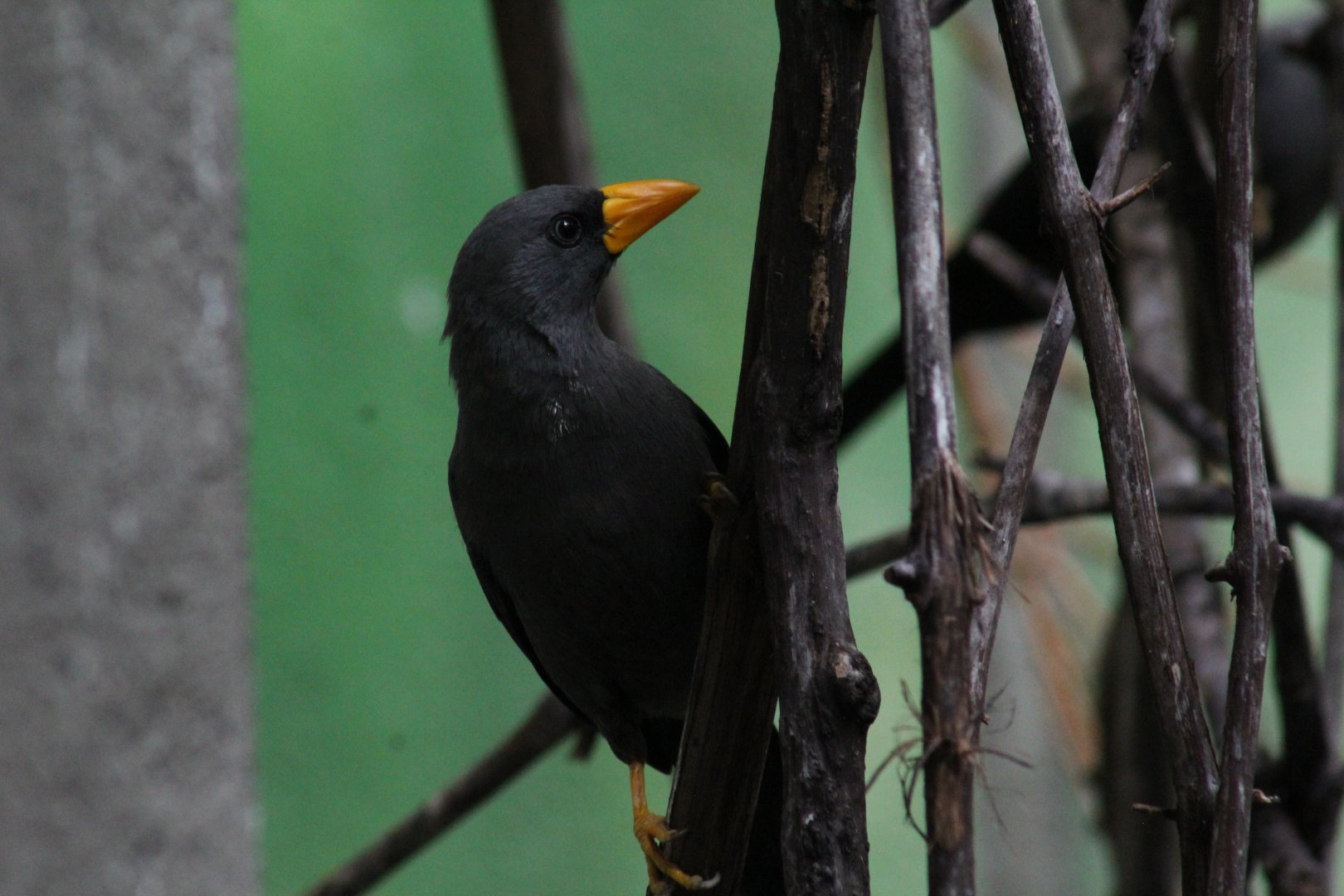 Scissor-Billed Starling
