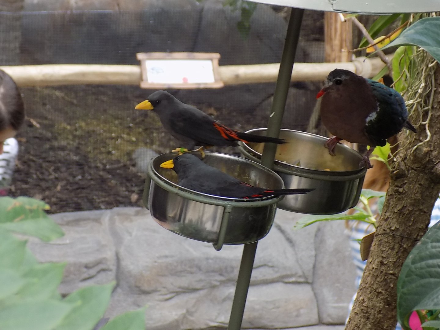 Scissor-Billed Starlings & Emerald Dove