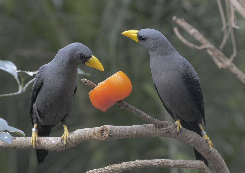 Scissor-billed starlings + tomato