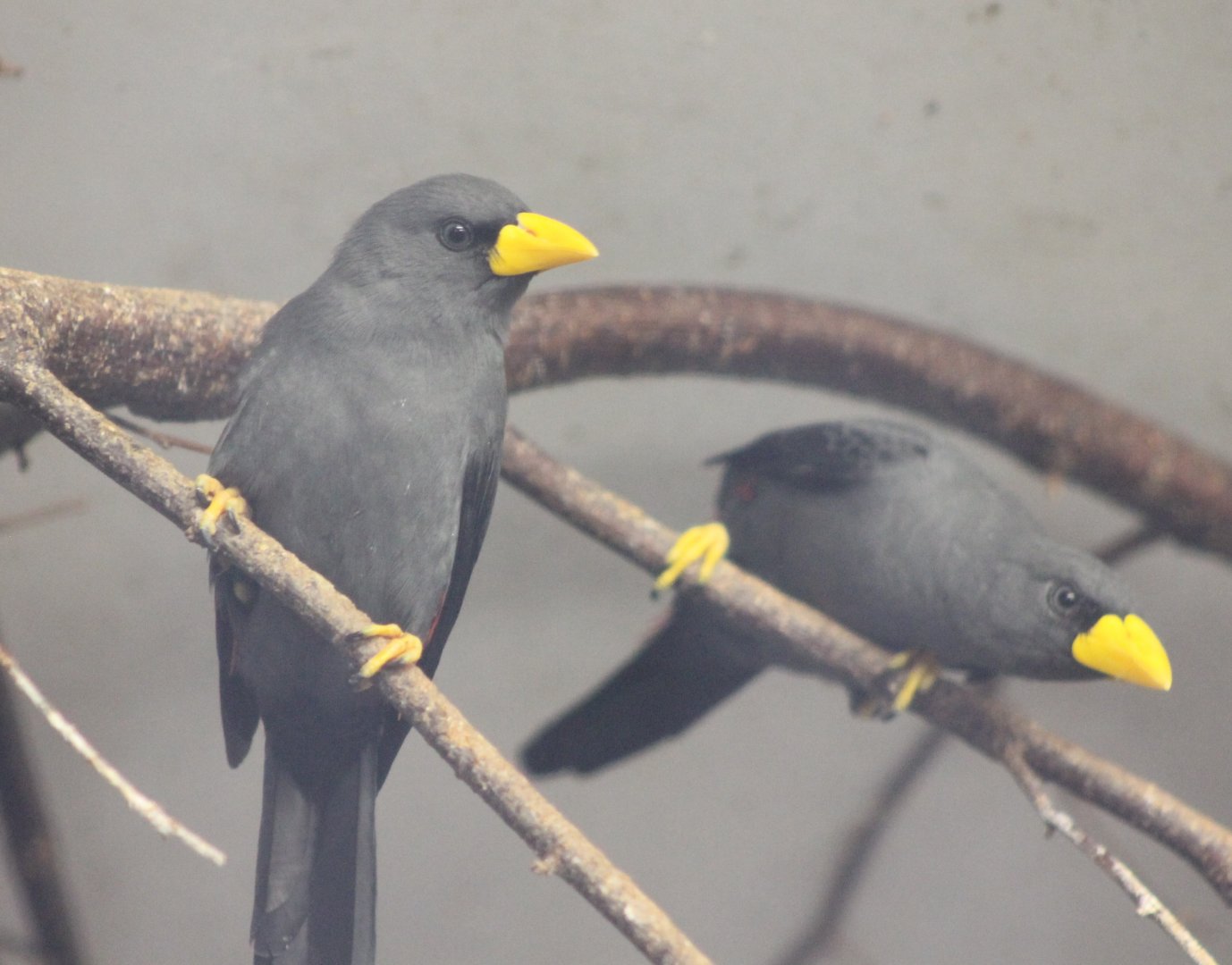 Scissor-billed starlings
