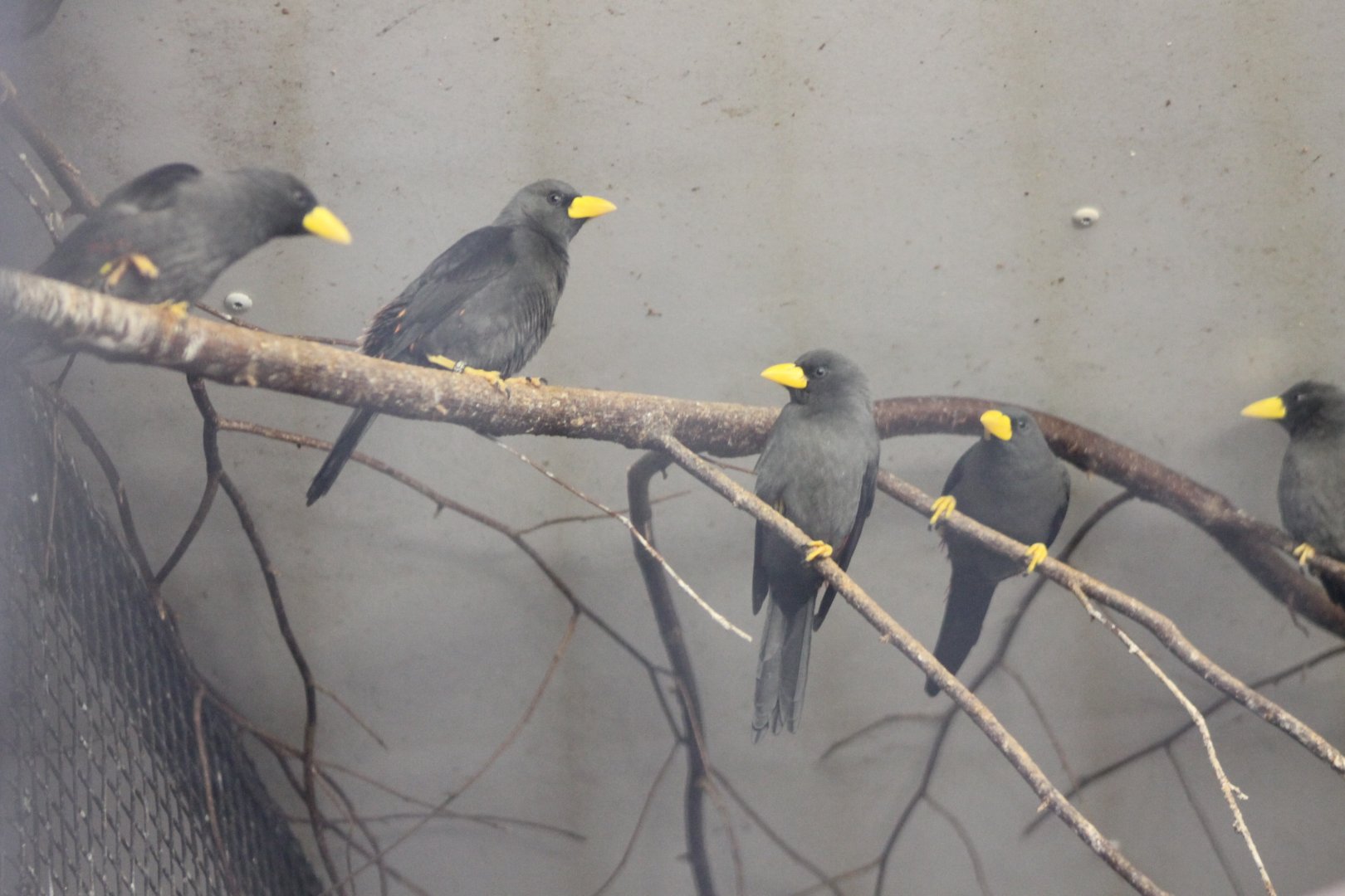 Scissor-billed Starlings
