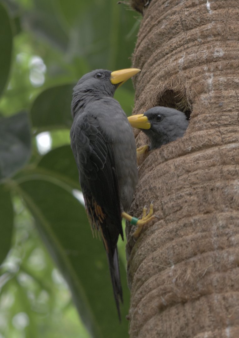 Scissor-billed starlings