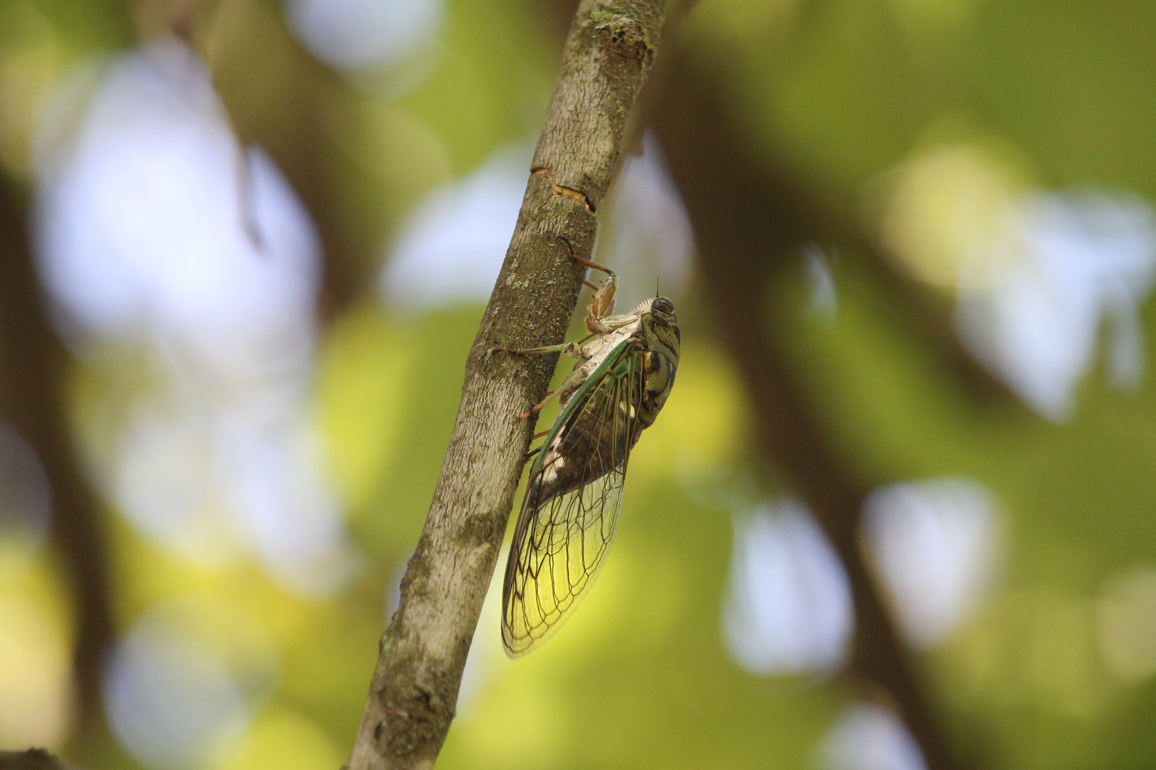 Scissor Grinder (Neotibicen pruinosus)