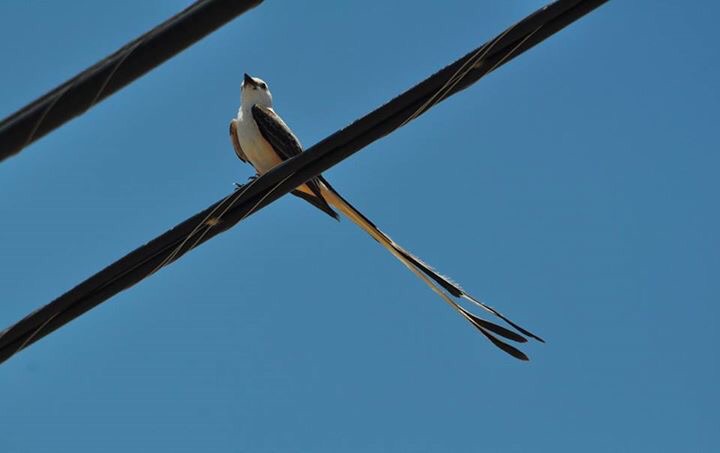 Scissor-tailed Flycatcher - Texas