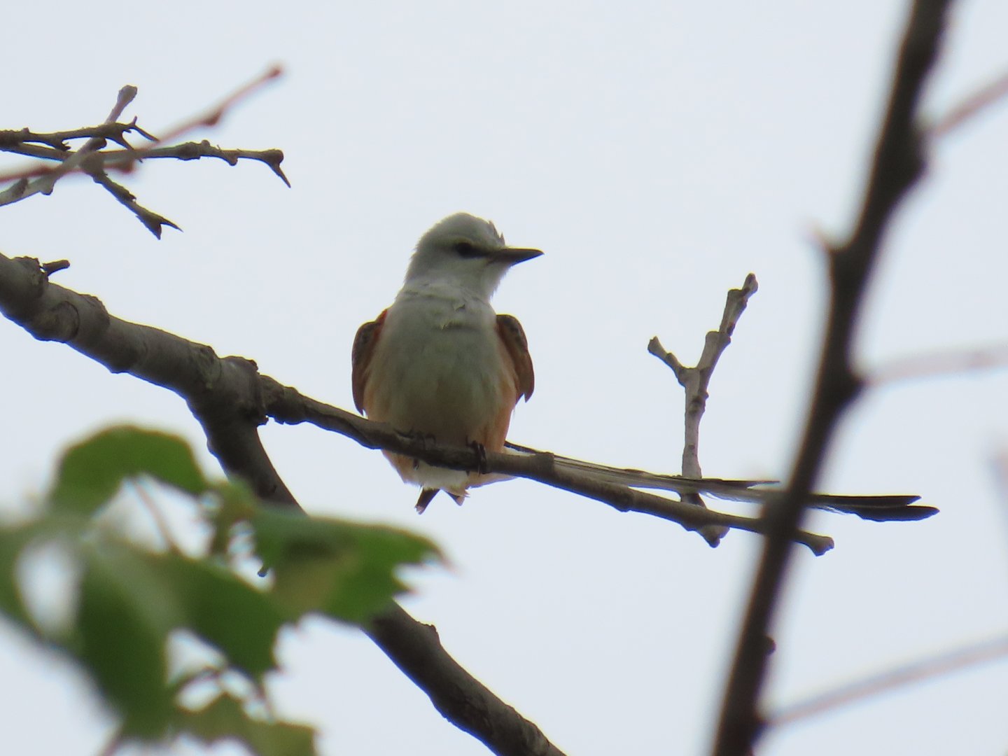 Scissor-tailed Flycatcher (Tyrannus forficatus)