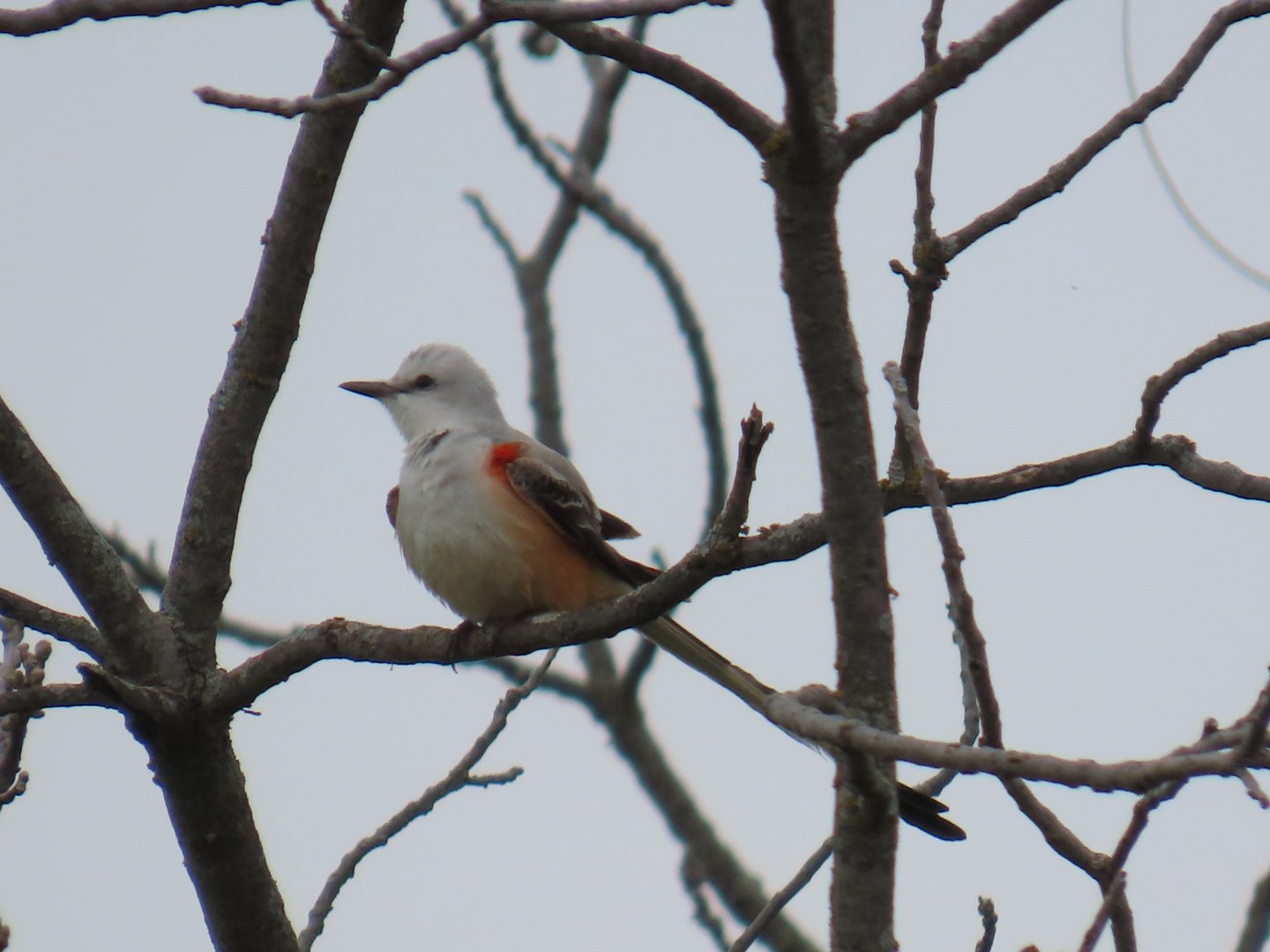 Scissor-tailed Flycatcher (Tyrannus forficatus)