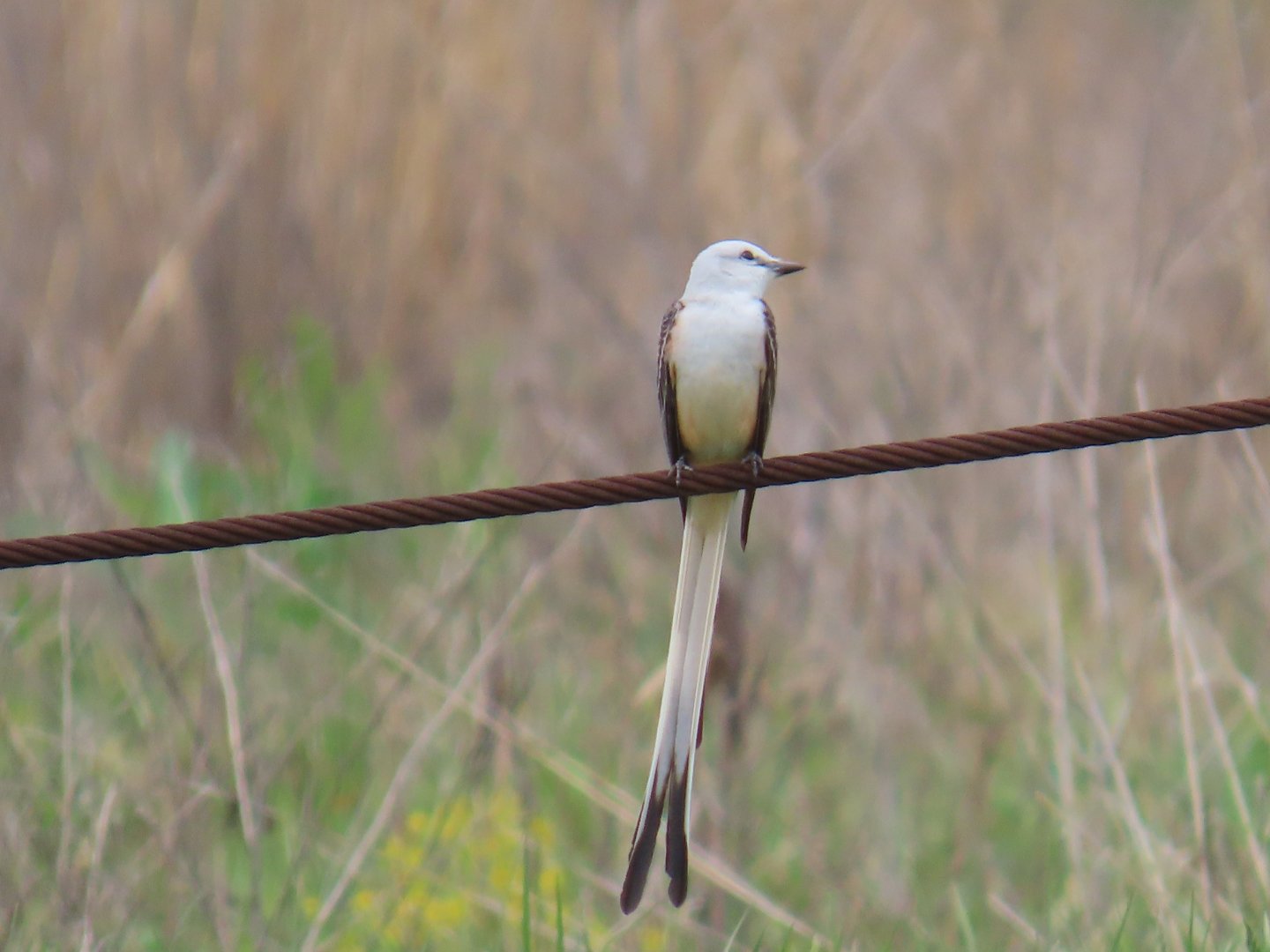 Scissor-tailed Flycatcher (Tyrannus forficatus)