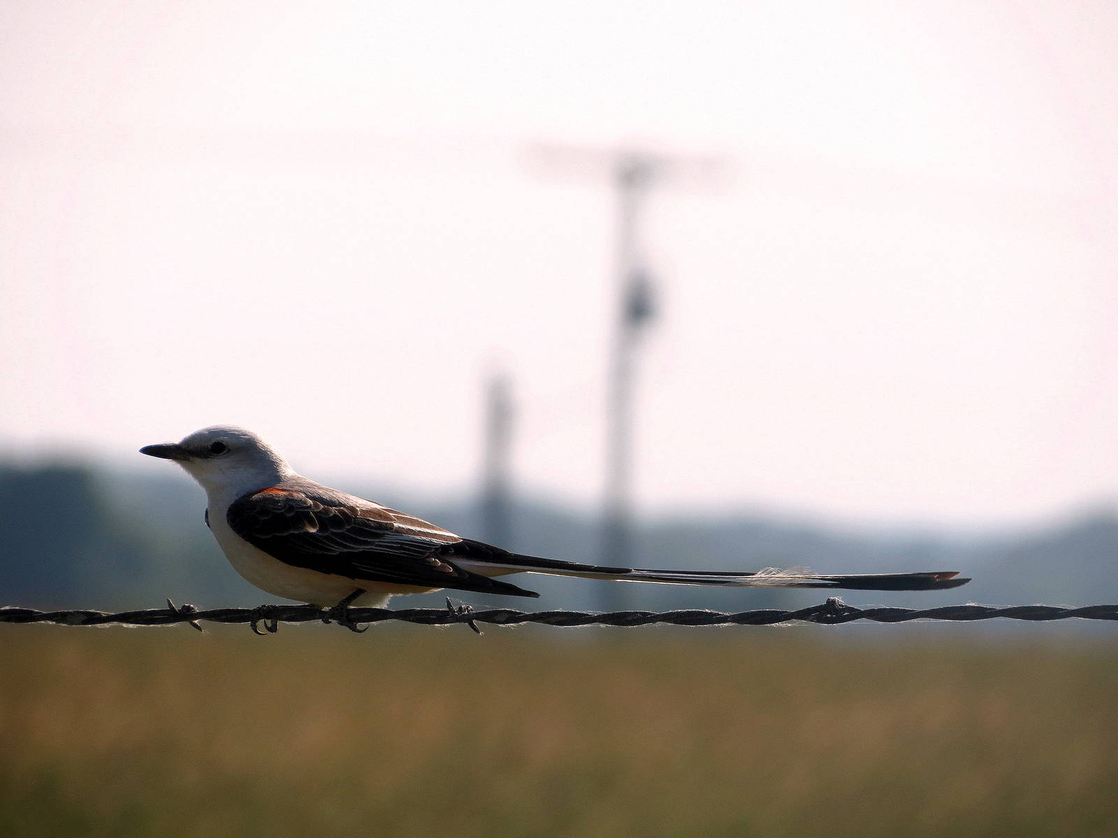 Scissor-tailed Flycatcher