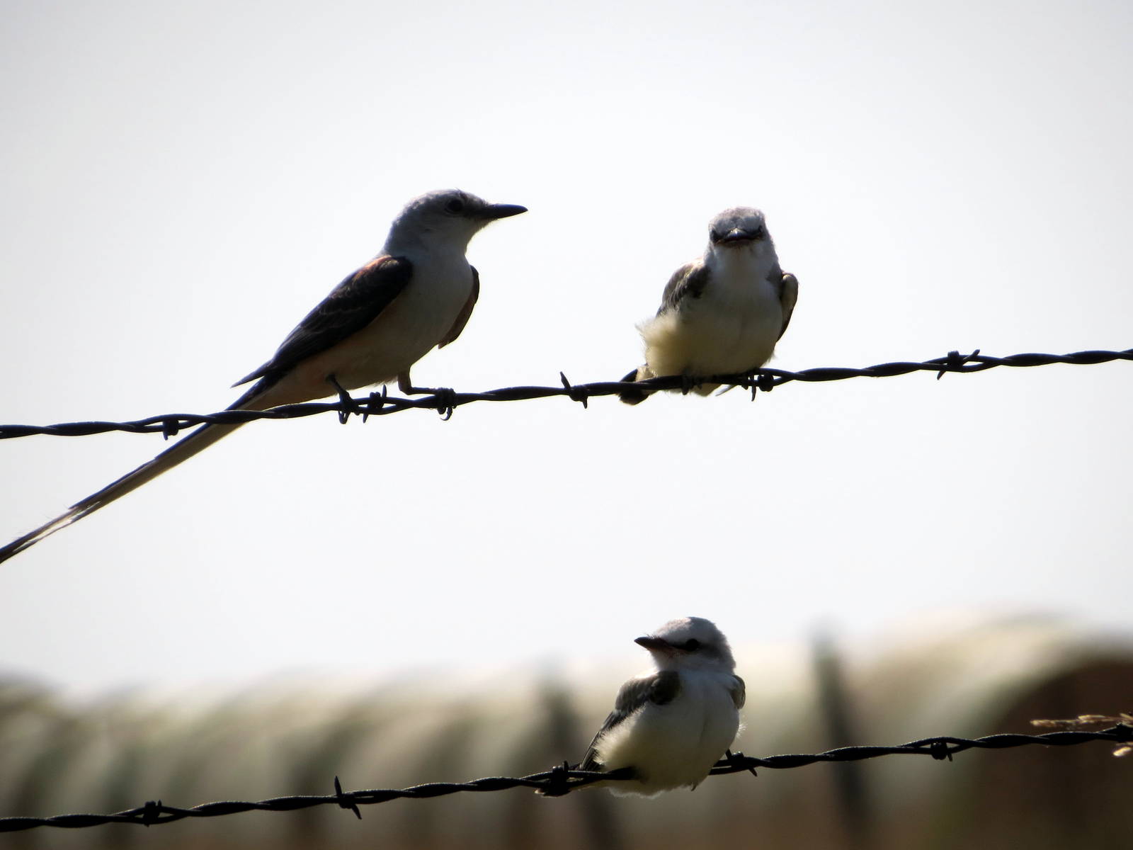 Scissor-tailed Flycatcher