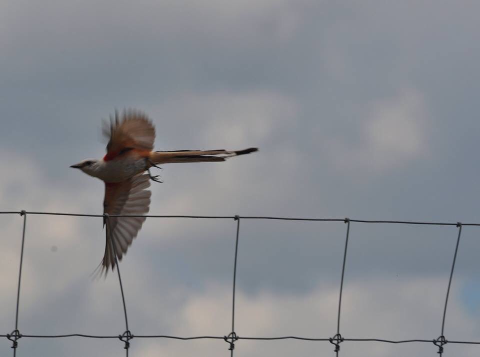 Scissor-tailed Flycatcher