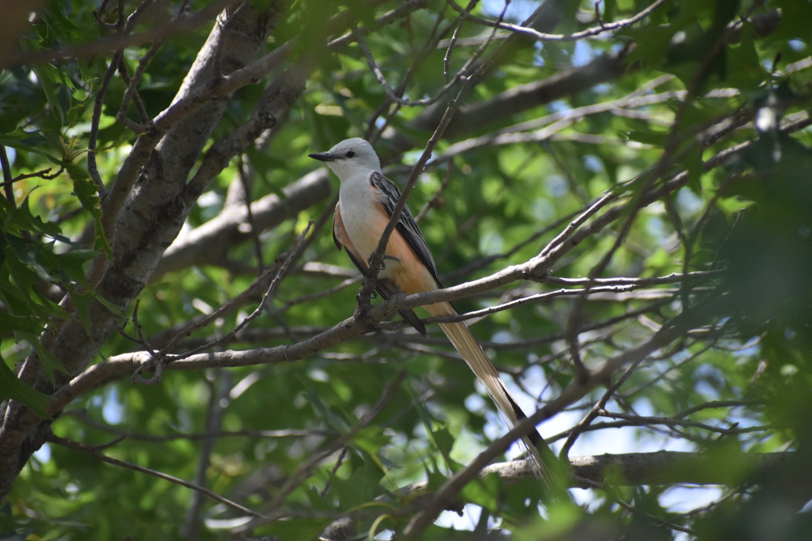 Scissor-tailed Flycatcher