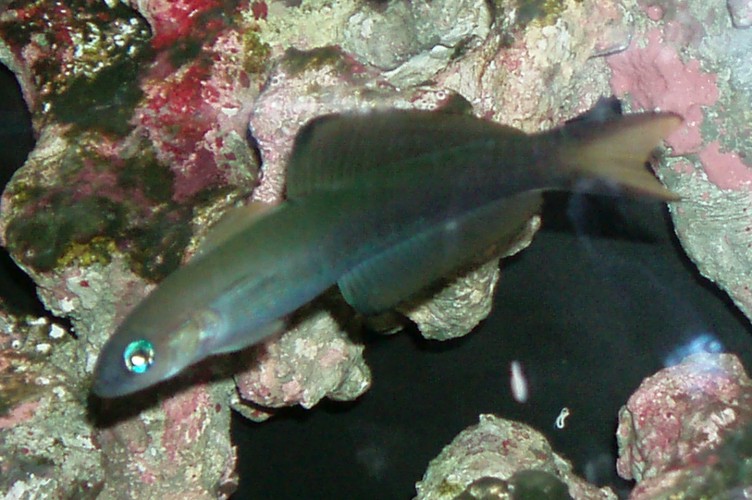 Scissortail Dartfish (Ptereleotris evides)