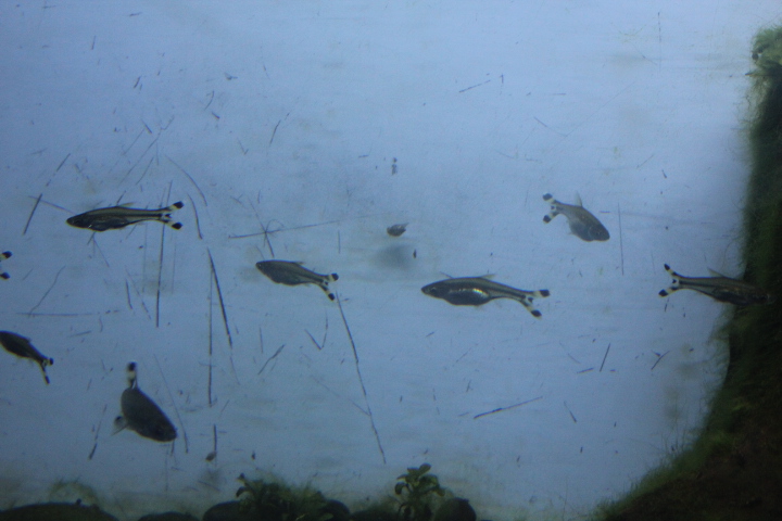 Scissortail rasbora (Rasbora trilineata)