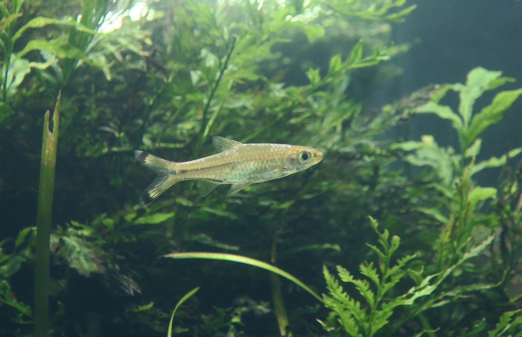 Scissortail Rasbora (Rasbora trilineata)