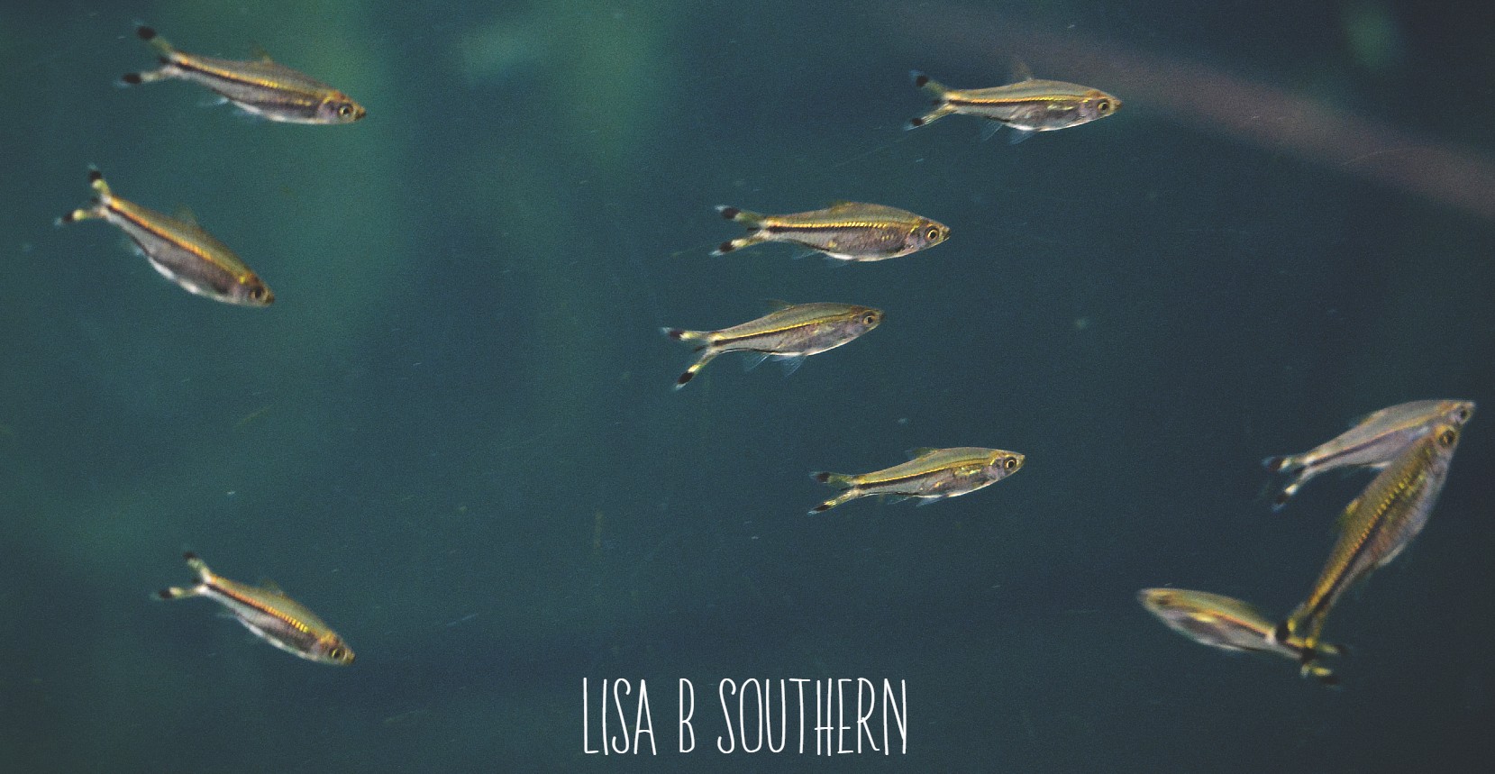 Scissortail rasboras