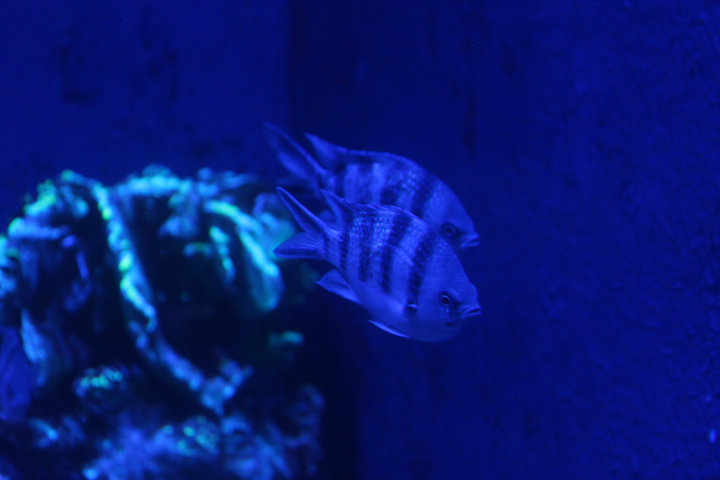 Scissortail sergeant (Abudefduf sexfasciatus) - BXSea