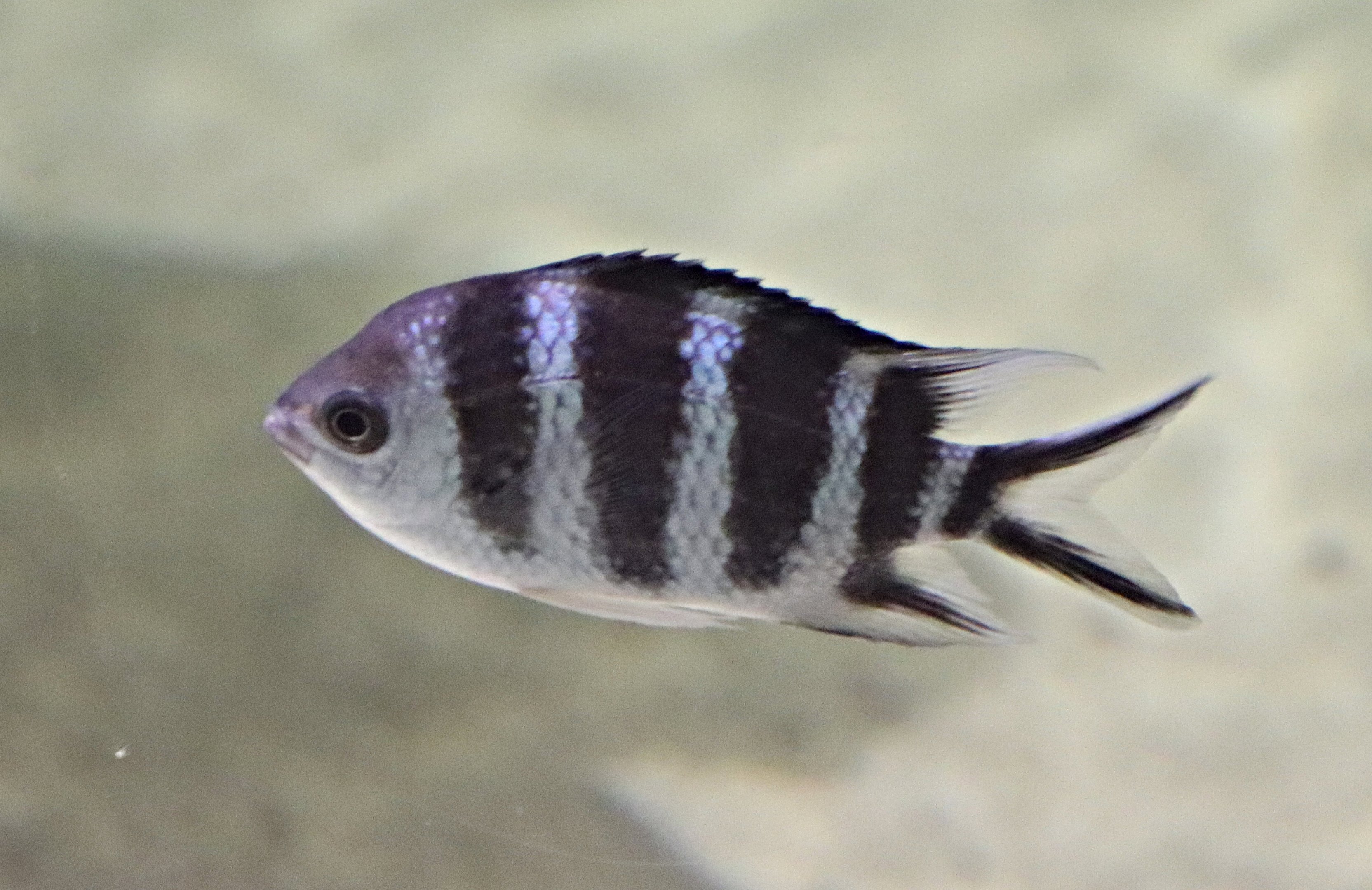 Scissortail sergeant (Abudefduf sexfasciatus)