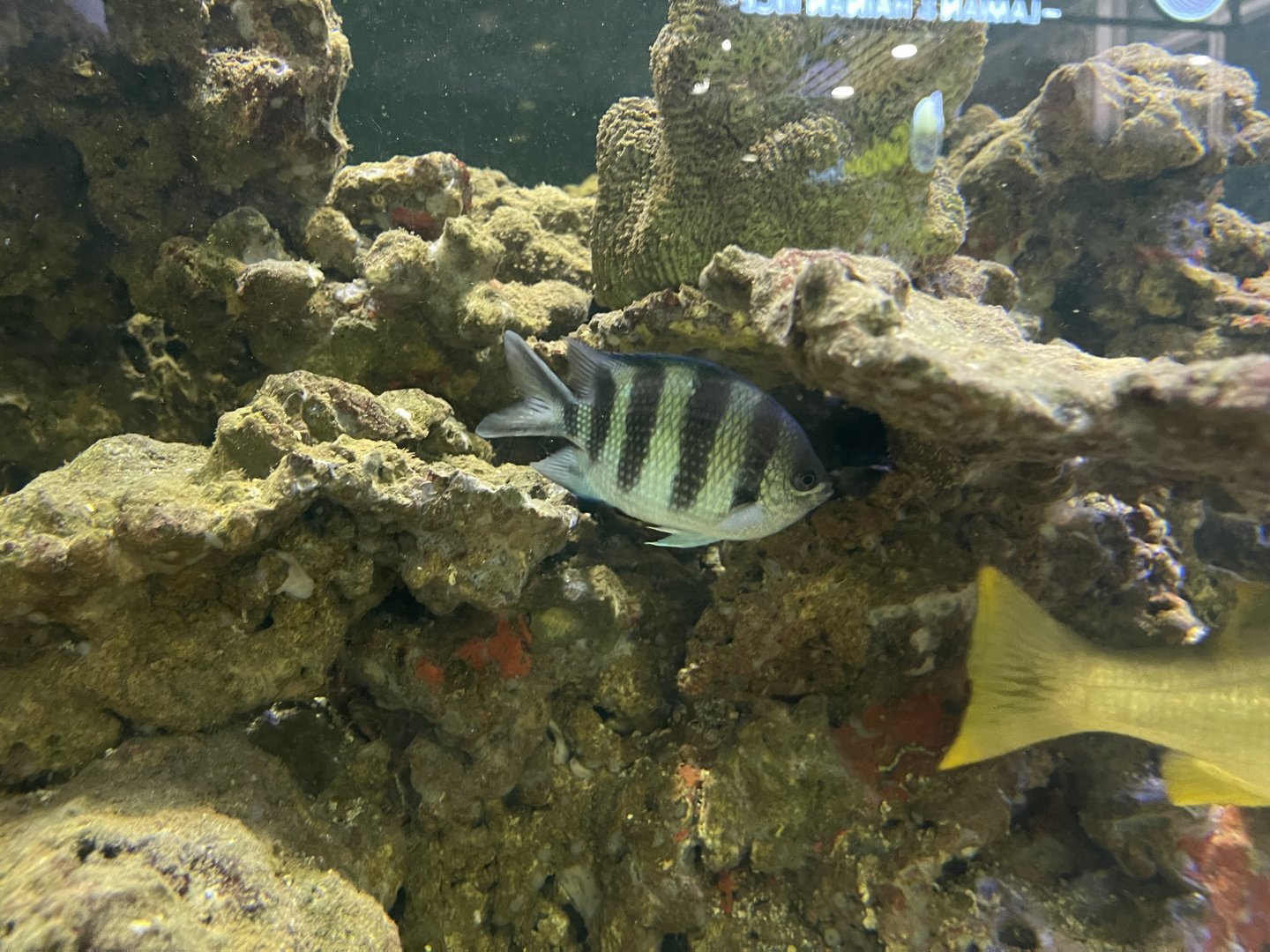 scissortail sergeant (abudefduf sexfasciatus)