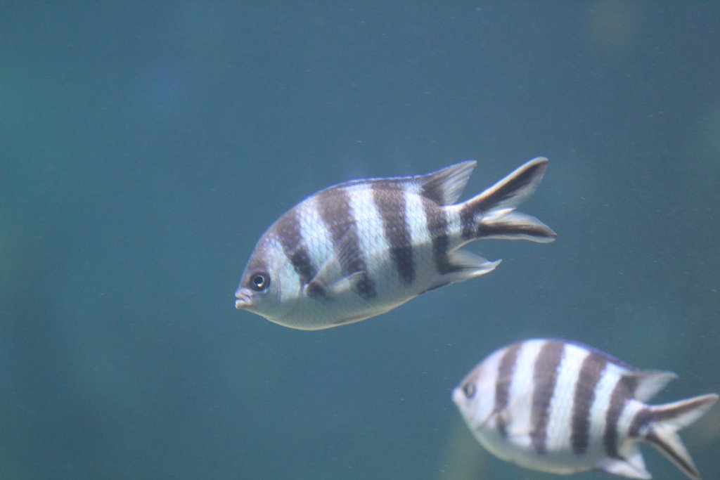 Scissortail Sergeant