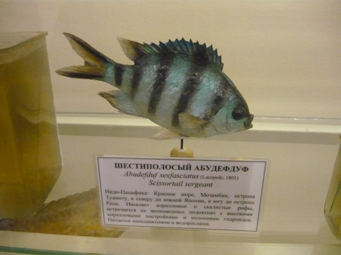 Scissortail sergeant