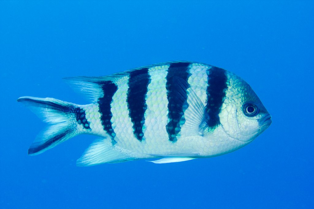 Scissortail Sergeant