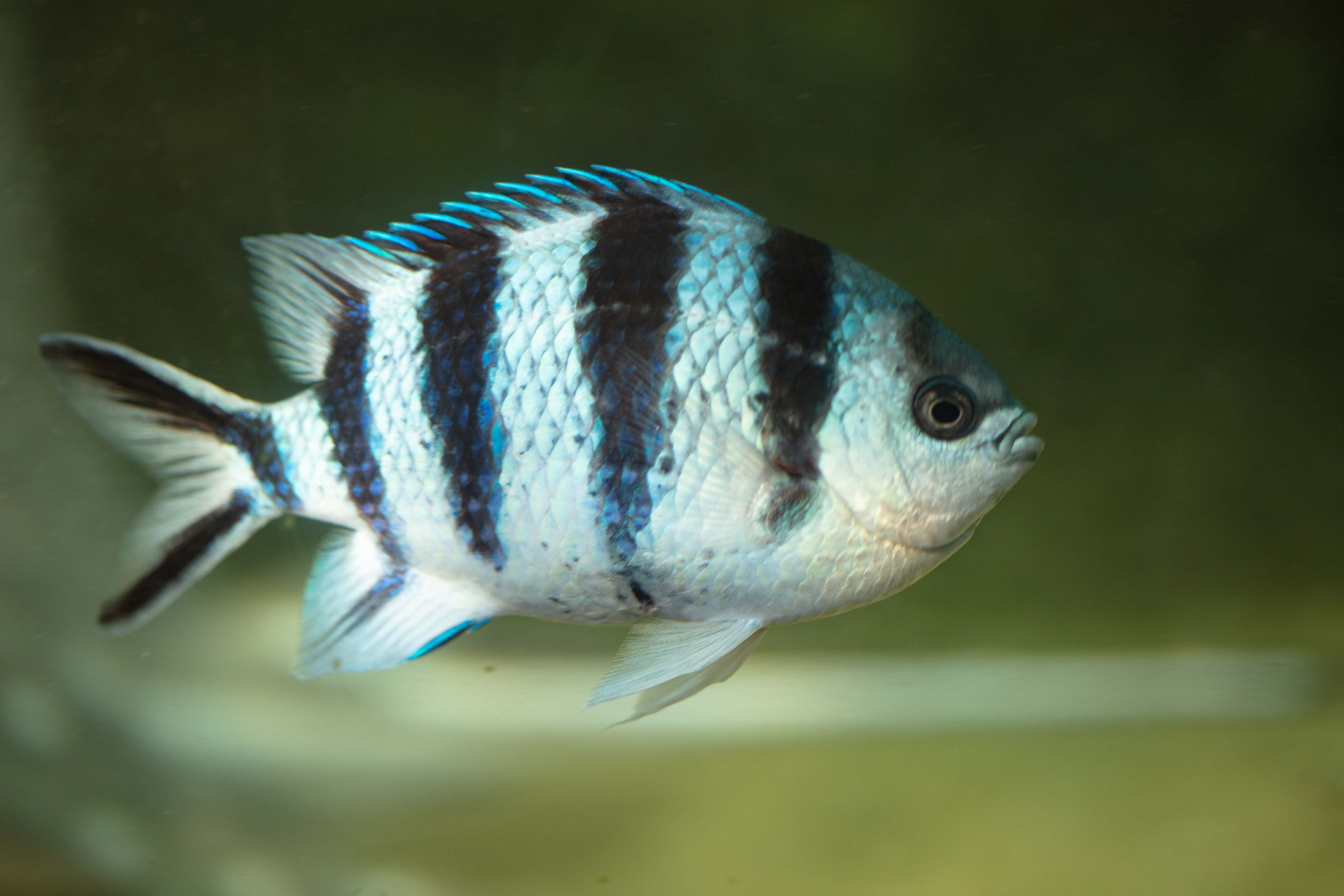 Scissortail Sergeant