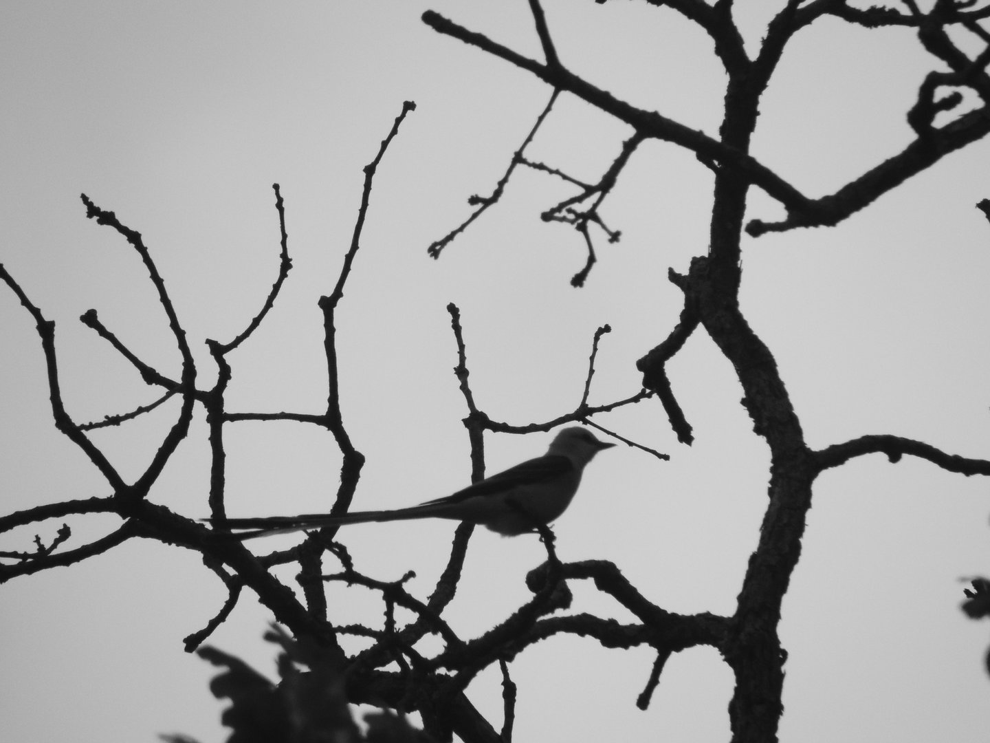 scissortailed flycatcher