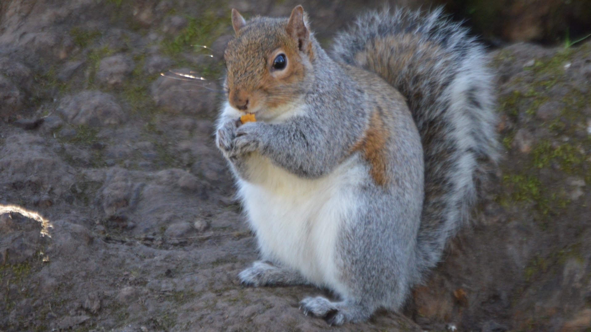 Sciurus carolinensis